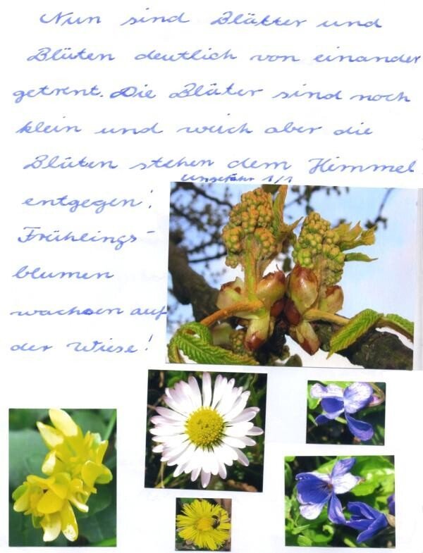 Baumtagebuch (2) in der Pflanzenkunde an der Waldorfschule